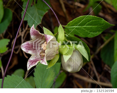 山に咲くツルニンジンの花 132516594