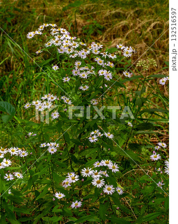 山に咲いていたノコンギク 132516597