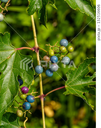 ノブドウの実 132516606