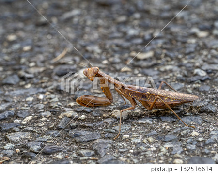 地面を歩いていた茶色いハラビロカマキリ 地面を歩いていた茶色いハラビロカマキリ 132516614