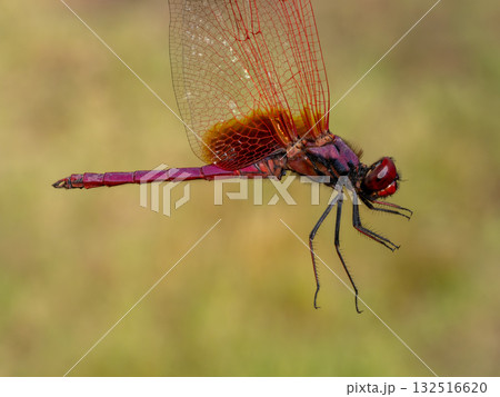 南方系のトンボであるベニトンボを横から撮影した 132516620