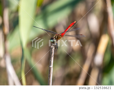 枯草にとまっているオスのマイコアカネ 132516621