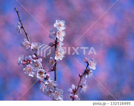 春の訪れを告げる梅の花 132516995