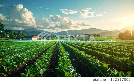 A bright blue summer sky hangs over the rural French vineyard landscape, with endless rows of green plants stretching across the field A bright blue summer sky hangs over the rural French vineyard landscape, with endless rows of green plants stretching across the field 132517003