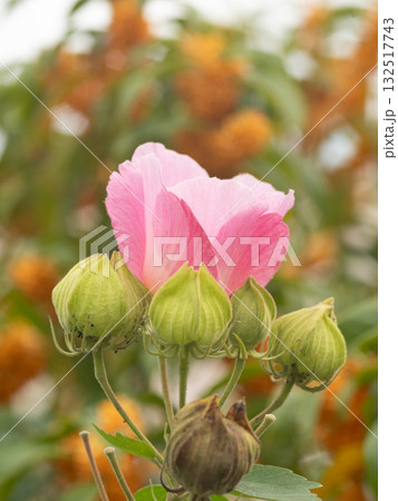 金木犀をバックに咲く芙蓉の花 132517743