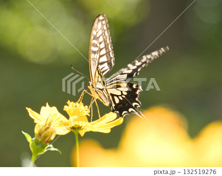 キバナコスモスにとまるアゲハチョウ キバナコスモスにとまるアゲハチョウ 132519276
