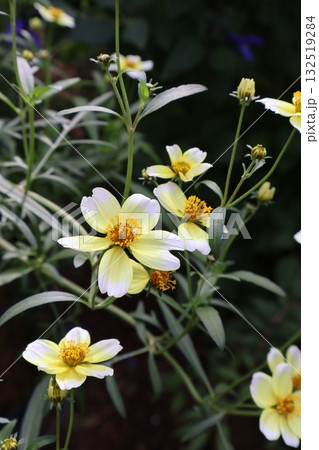 秋の花ウインターコスモスの黄色い花 秋の花ウインターコスモスの黄色い花 132519284
