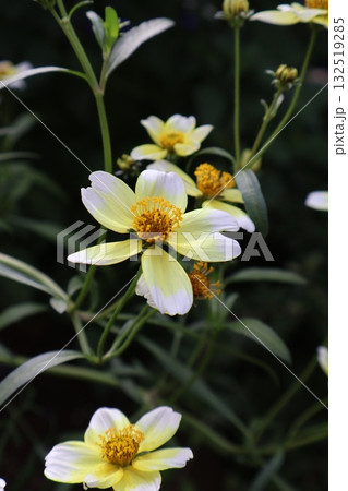 秋の花ウインターコスモスの黄色い花 秋の花ウインターコスモスの黄色い花 132519285