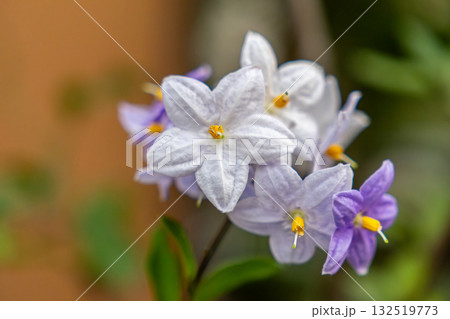 ツルハナナスの青い花 ツルハナナスの青い花 132519773
