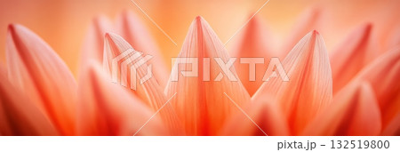 Macro photography captures the delicate, coral colored petals of a flower, creating a gentle and romantic floral background, perfect for valentine's day, mother's day or spring celebrations 132519800