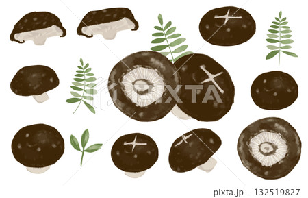 シイタケ(水彩タッチ)の素材セット シイタケ(水彩タッチ)の素材セット 132519827
