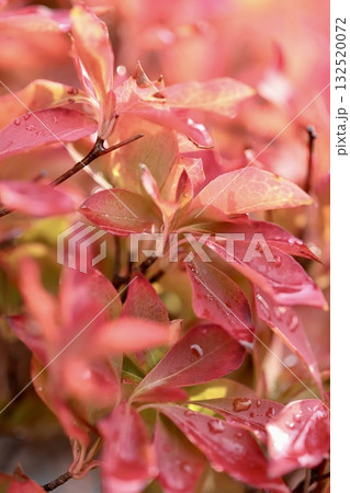 雨上がりの赤く紅葉したドウダンツツジ 雨上がりの赤く紅葉したドウダンツツジ 132520072