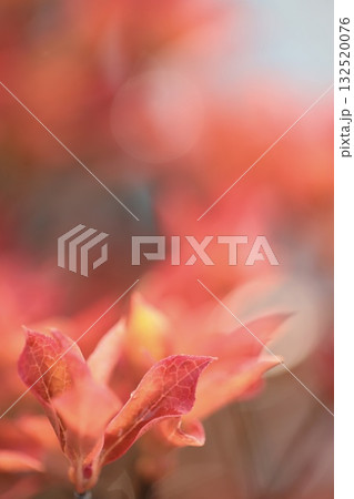 雨上がりの赤く紅葉したドウダンツツジ 雨上がりの赤く紅葉したドウダンツツジ 132520076