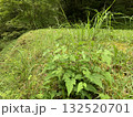 草の小さい丘風景を撮影 132520701
