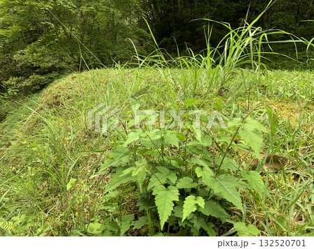 草の小さい丘風景を撮影 草の小さい丘風景を撮影 132520701
