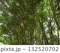 緑の葉が生い茂る森 132520702