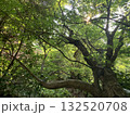 大きな木 132520708