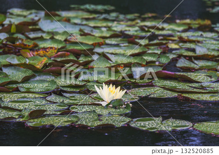夏の雨降りの池　ハスの花や葉が水滴に濡れる54 132520885
