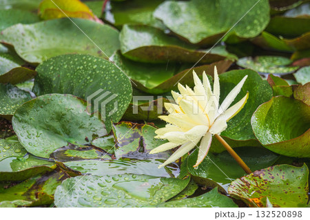 夏の雨降りの池　ハスの花や葉が水滴に濡れる67 132520898