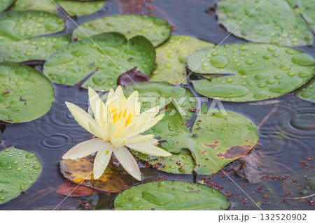 夏の雨降りの池 ハスの花や葉が水滴に濡れる71 夏の雨降りの池 ハスの花や葉が水滴に濡れる71 132520902