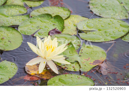 夏の雨降りの池　ハスの花や葉が水滴に濡れる72 132520903