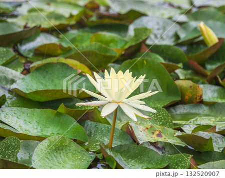 夏の雨降りの池 ハスの花や葉が水滴に濡れる75 夏の雨降りの池 ハスの花や葉が水滴に濡れる75 132520907