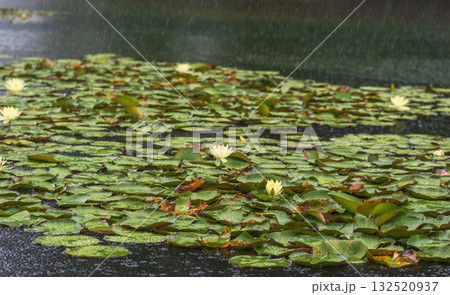 夏の雨降りの池　ハスの花や葉に雨が降り注ぐ12 132520937