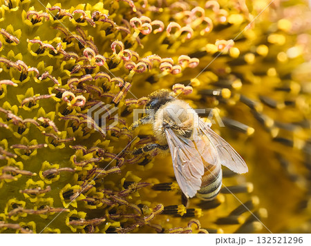 ヒマワリの蜜を吸うミツバチ 132521296