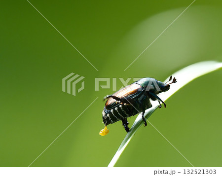 葉に止まるマメコガネ 葉に止まるマメコガネ 132521303
