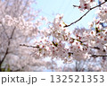 青空と桜 132521353