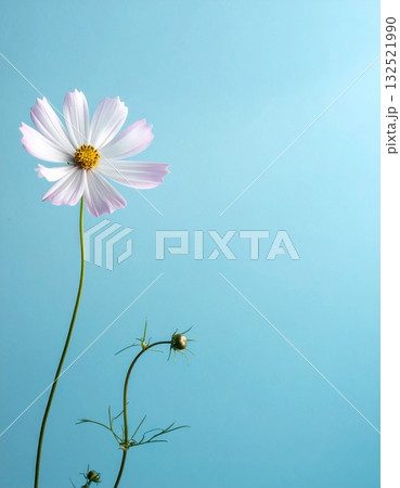 コピースペース、画面の隅に置かれた一輪挿しのシンプルな花 132521990