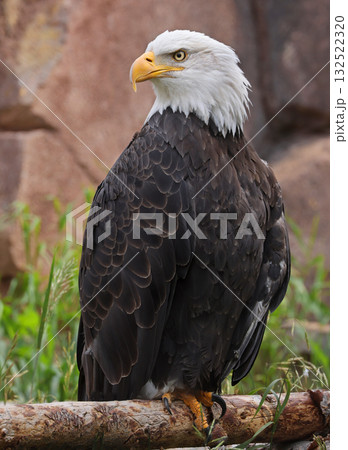 Bald Eagle perched on a tree trunk in Yellowstone National Park, USA 132522320