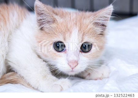 Adorable Orange and White Kitten Curiously Exploring 132522463