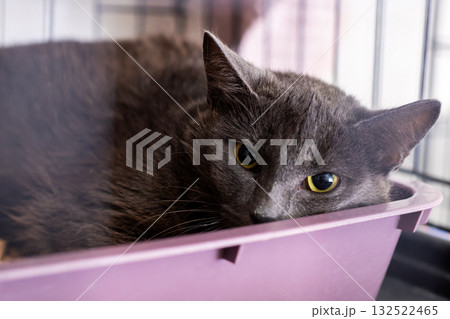 A Gray Cat is peacefully relaxing inside a cozy container A Gray Cat is peacefully relaxing inside a cozy container 132522465