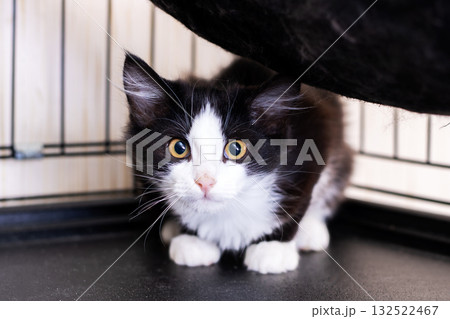 Adorable Black and White Kittens Awaiting Rescue in Shelter Today 132522467