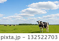 北海道　高原の牧場で草を食む牛の風景 132522703