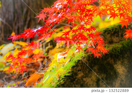 緑の苔と真っ赤な紅葉 駒ヶ根高原 緑の苔と真っ赤な紅葉 駒ヶ根高原 132522889