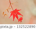 淡い赤色の紅葉 132522890