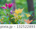 カラフルなユリの花 132522893