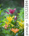 カラフルなユリの花 132522894