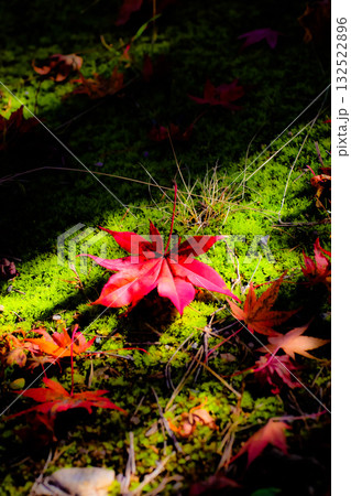 苔の絨毯に落ちた紅葉 駒ヶ根高原 132522896