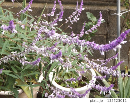 満開のサルビアレイカンサ 満開のサルビアレイカンサ 132523011