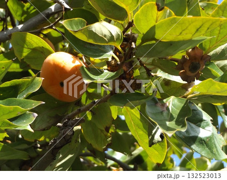 収穫時期が来た家庭果樹園の柿 収穫時期が来た家庭果樹園の柿 132523013