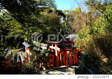 京都府 伏見稲荷大社 千本鳥居(根上りの松付近) 京都市伏見区深草藪之内町 2022 年 2月 京都府 伏見稲荷大社 千本鳥居(根上りの松付近) 京都市伏見区深草藪之内町 2022 年 2月 132523577