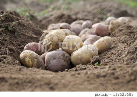 Freshly Harvested Potatoes Uncovered in Soil of a Rural Farm Field 132523585