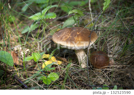 A detailed shot of a birch bolete mushroom growing in its natural environment. A detailed shot of a birch bolete mushroom growing in its natural environment. 132523590