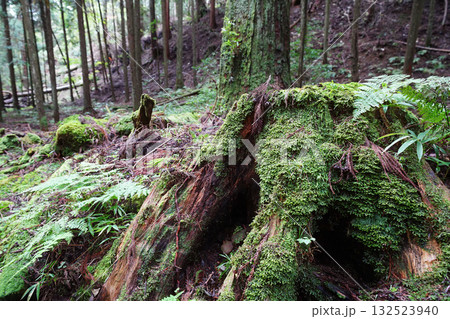 比叡山延暦寺の境内の木立の苔むした風景 比叡山延暦寺の境内の木立の苔むした風景 132523940