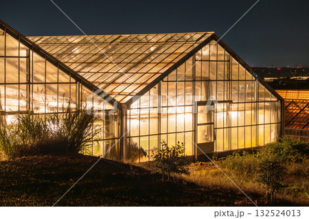 《愛知県》電照菊・ビニールハウスが輝く夜景 132524013