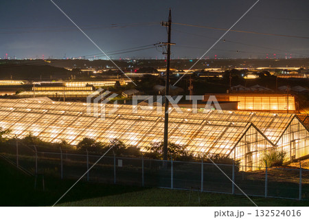 《愛知県》電照菊・ビニールハウスが輝く夜景 《愛知県》電照菊・ビニールハウスが輝く夜景 132524016