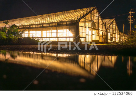 《愛知県》電照菊・ビニールハウスが輝く夜景 132524066